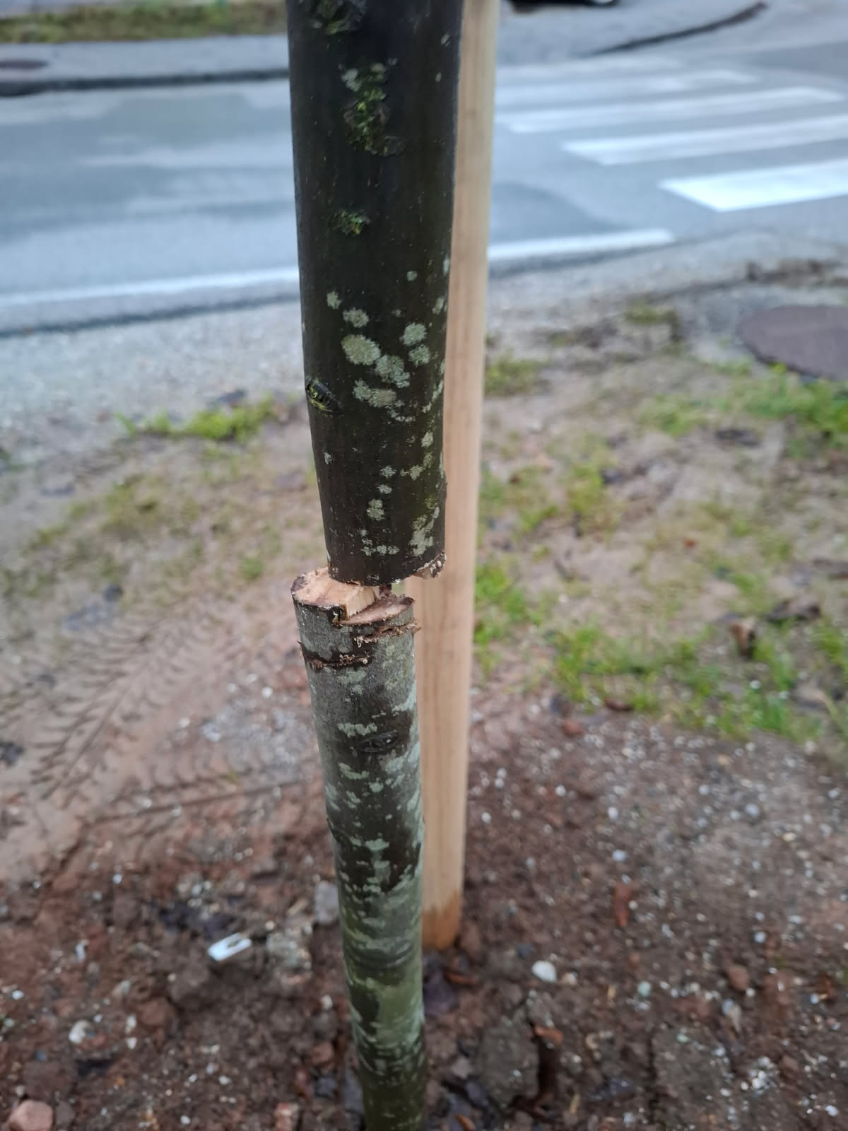 razžagano drevo dve